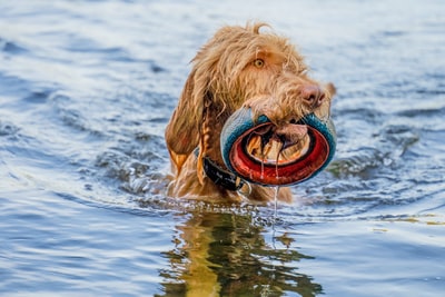 棕色短毛狗白天在水上